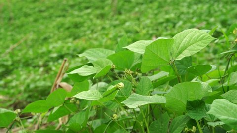 Green beans garden,Mung bean tree used as legumes crop and green manuare. Organic farming.