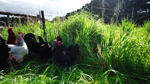 Chooks, chickens and hens grazing on lush grass and grain in a hen house in Australia 