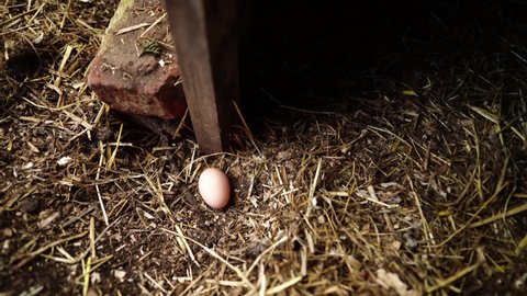 collecting eggs from chickens, hens and chook, in a country hen house, on a farm and ranch in Australia.