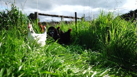 Chooks, chickens and hens grazing on lush grass and grain in a hen house in Australia 