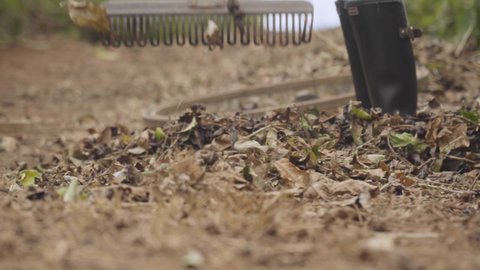 Close Rake Gathering Remains Leaves Coffee Stock Footage Video (100% ...
