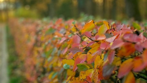 A beautiful shrub. Bushes with yellow, red and rare green leaves turned the color in the autumn time. a clearly cut hedge in an alley, a park or yard. blurred green trees background