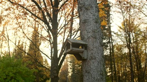 A manmade birdhouse placed on a tree in a forest. The leaves have almost fallen off the turned red trees and green bushes in the autumn time. Sunlight can not get through the cloudy grey sky.