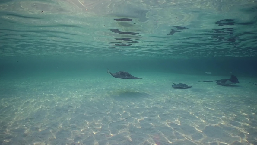 A collection of southern stingrays cruising through the nice worm tropical waters of Stingray City awaiting tourists to feed them and pet them