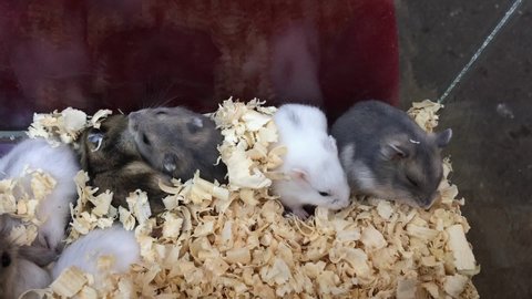 many little hamsters in a transparent box for sale. Pet. White and gray hamsters on wooden chips.