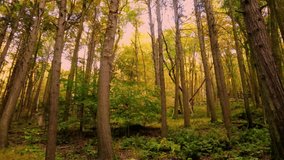Beautiful smooth autumnal forest video in the Appalachian mountains with tall trees and golden light on a beautiful day. In the Catskill mountain sub-range in new york's hudson valley. 