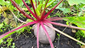 4k video, Beetroot in the garden on a vegetable bed. Beetroot with leaves