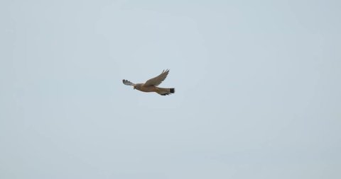 Kestrel or Falco newtoni bird in flight. 