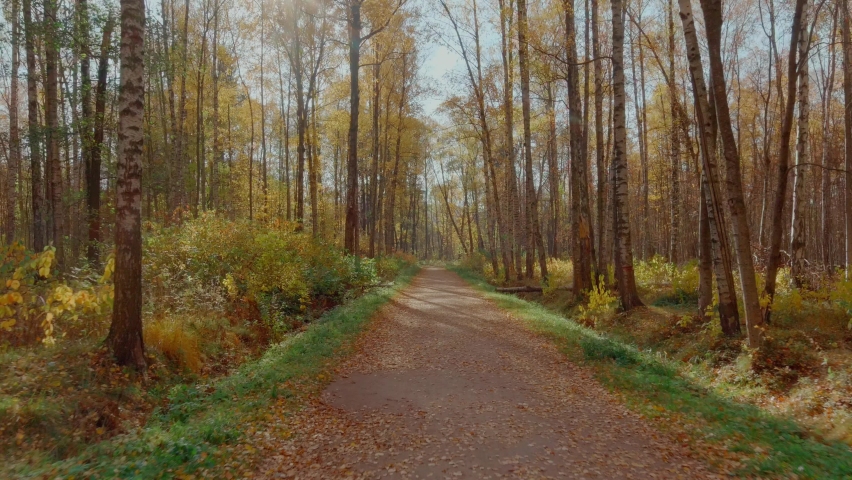 Drone flying fast forward in the park over the path, golden autumn in the park, yellow leaves on the trees at sunset, drone flying forward between the trees, golden tree crowns