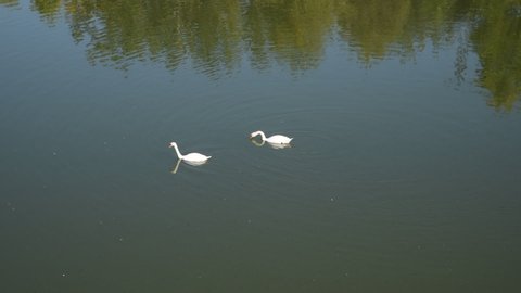 Pair of swans calmly swim on the river and enjoy the sunny weather, Two graceful white swan swim in the dark water. 
