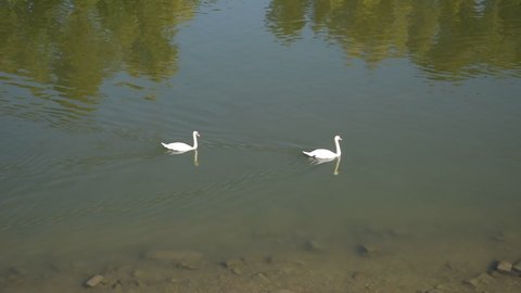 Pair of swans calmly swim on the river and enjoy the sunny weather, Two graceful white swan swim in the dark water. 