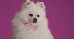 little pomeranian dog wearing a pink background, looking away, licking his mouth and sitting on purple background