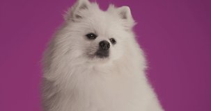adorable pomeranian dog looking away, dreaming about something, licking his mouth, on purple background