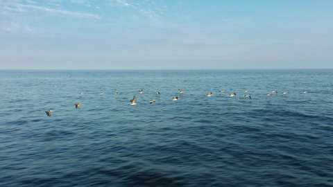 Cinematic drone flight in parallel with flock of wild birds soaring low above water 4K aerial background. Close up flock of pelicans flying low above the blue ocean. Aerial wild birds flying together