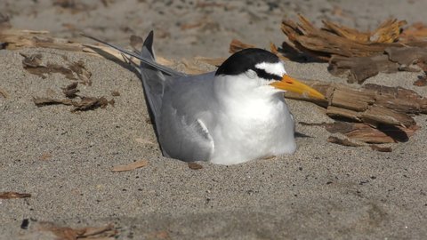 Least Tern Bird Nesting Incubating Sitting on Eggs on Ground on Missouri River