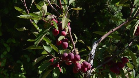 Many tiny red apples hanging on branches with green leaves swaying in wind. Malus crabapple tree with organic fruit apples in harvest time. Orchard gardening