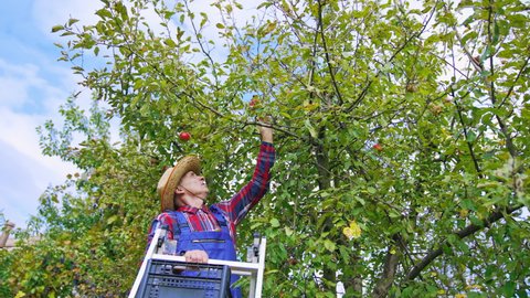 Gardener on a ladder gathering apples from the tree. Man farmer harvesting ripe fruit in his garden. Picking apples in the orchard.