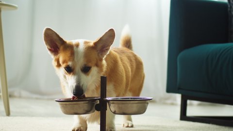 Corgi eating close-up. Hungry dog licking bowl with food. Feeding eared puppy in living room. Domestic animal at home. Pet diet, dog treats concept.