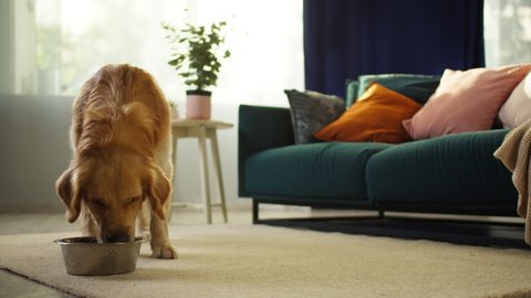 Golden retriever eating in living-room. Hungry dog puppy running to metal bowl close-up. Happy domestic animal concept. Dog food, pet store. 