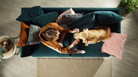Woman playing with golden retriever top view. Trained dog holding bone, biting toy. Happy domestic animal concept, best friends, female owner training puppy on sofa in living room, handler, pet shop. 
