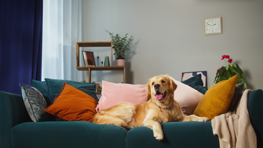 Golden retriever close-up. Obedient dog lying on sofa in living room, looking in camera and posing. Happy domestic animal concept, best friends, puppy relaxing at home, breathing with tongue out.
