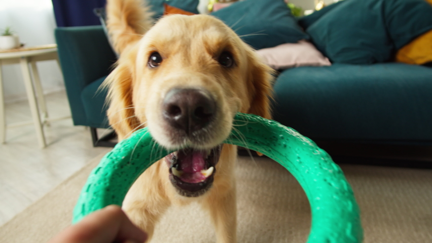 Golden retriever holding ring close-up. Trained dog pulling toy, looking in camera. Happy domestic animal concept, best friends, owner playing with puppy in living room, pet shop. 