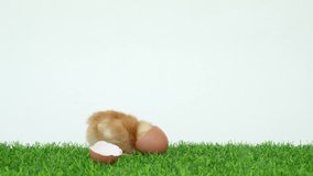 The chick has hatched from an egg. Bird in shell. A funny video. Poultry farm and healthy pets. Chickens and roosters. Little chicks. Broken egg shell.