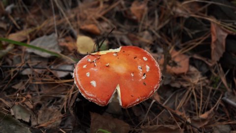 poisonous mushroom grows in the forest in autumn