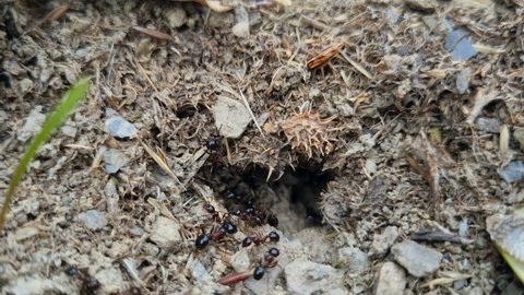 Macro view of black ants hill working on ground nest, animal insect wildlife nature