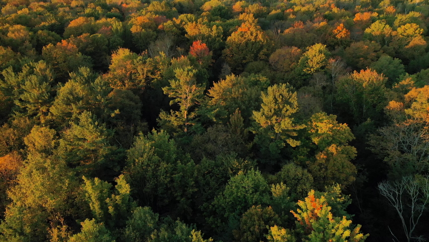 Autumn in Midwest USA. Drone Aerial View of Colorful Forest on Sunny Fall morning Royalty-Free Stock Footage #1080847787