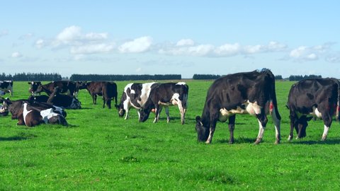 Holstein cows grazing on pasture in the Canterbury Plains, Ashburton, New Zealand