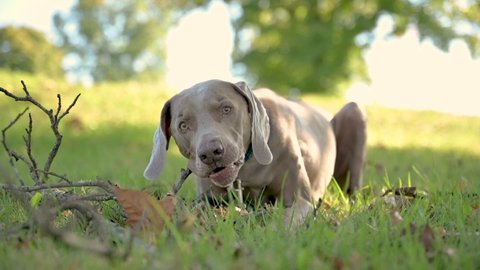 Weimaraner chews on a stick in the green grass at the park.  Large breed dog laying in the shade, close up view of face and mouth, slow motion, with very slight camera movement.