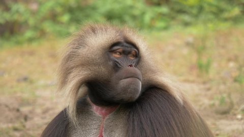 Close-up portrait of an isolated Gelada baboon male looking around with piercing eyes in Libanos Ethiopia.