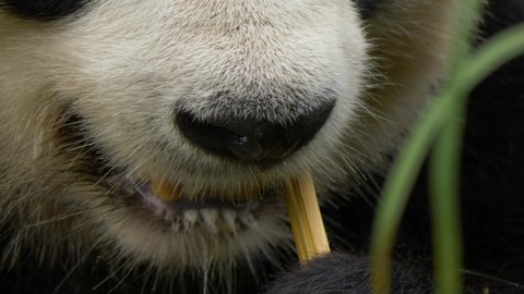Extreme close-up macro of a Giant Panda chewing on bamboo in slow motion.