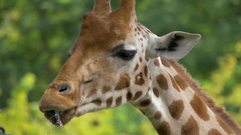 Epic close-up tracking shot of a goofy Giraffe licking its mouth with its long tongue, beautiful backdrop with green plants, and trees.
