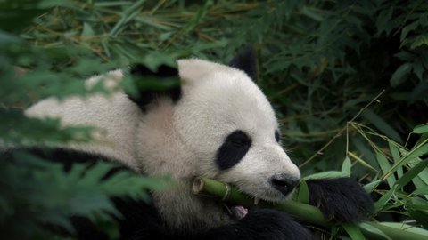 Epic moody portrait close up of a Giant Panda feeding in 4k, UHD