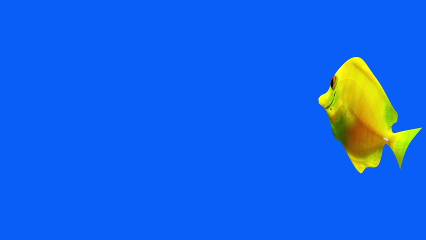 Yellow Tang Fish Aquarium Video, FISH Animation , Fish Swim blue Screen Video, 3D Animation, Underwater, Single and Group, Near camera, aquatic animals , 4K Footage, Blue screen, Fish tank Royalty-Free Stock Footage #1080857462