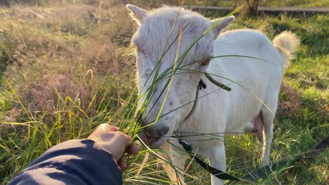 A man feeds a cute goat from his hands on a green pasture. 