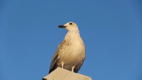 Gull. Larus argentatus. The seagull sits high