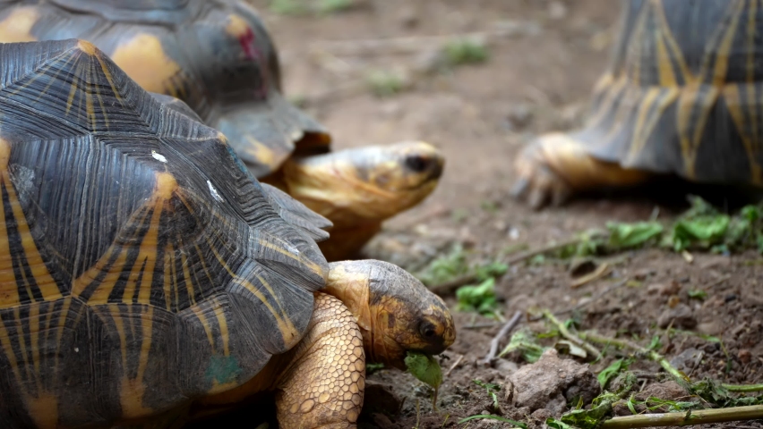 Radiated Tortoises Eating, 4K Nature Wildlife. | Shutterstock HD Video #1080861551