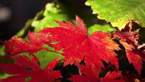 Autumn contrast: close view of amazing red maple leaves and still green leaves on the background. A fly is crawling on the leaves slightly rustling on the tree branches in park. Bright colors of fall