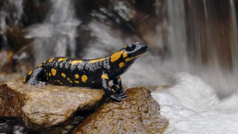 Fire salamander (Salamandra salamandra) in forest water stream