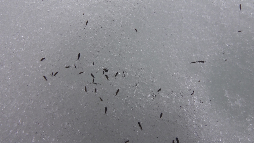 Glacier flea (Isotoma saltans), fleas crawl through the snow at the end of winter, preconnubia. Northern europe Royalty-Free Stock Footage #1080862922