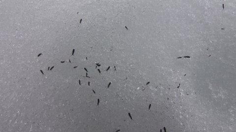 Glacier flea (Isotoma saltans), fleas crawl through the snow at the end of winter, preconnubia. Northern europe