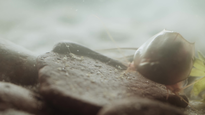 Triops or tadpole shrimp, a living fossil. Oldest living specimen in the world.