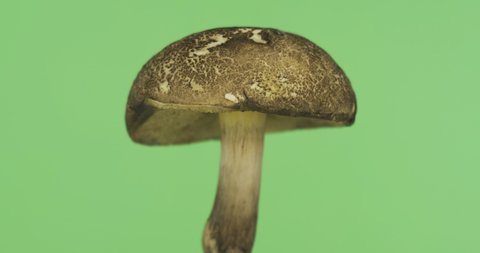 Panorama of a rotating forest mushroom. Natural forest mushroom. Flywheel is a genus of edible tubular mushrooms of the boletus family. Isolated on green screen