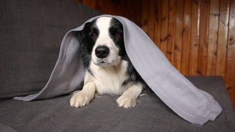 Funny puppy dog border collie lying on couch under plaid indoors. Little pet dog at home keeping warm hiding under blanket in cold fall autumn winter weather. Pet animal life Hygge mood concept