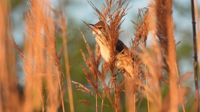 marsh warbler (acrocephalus palustris) sitting on the reeds and sings, natural sound