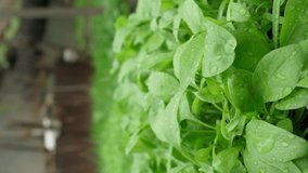 Fresh spinach leaves, selective focus. Healthy vitamin food concept. Vertical video