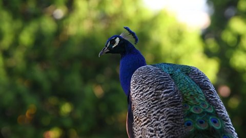Close up 4k video view of an amazing peacock and its great blue color, one of the greatest birds in the world